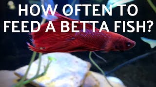 How Often to Feed a Betta Fish [upl. by Reeve467]