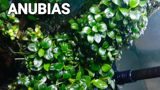 Water Change AQUASCAPE ANUBIAS [upl. by Aipmylo382]