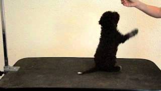 TRAINING LAGOTTO PUPPIES [upl. by Kitti]