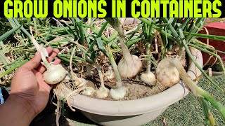 How To Grow Onions At Home  START TO FINISH [upl. by Einreb]