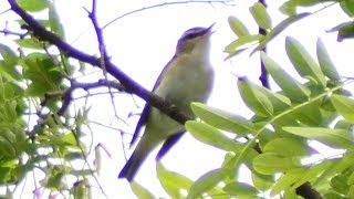 Philadelphia vireo bird call  song  sounds [upl. by Glialentn]