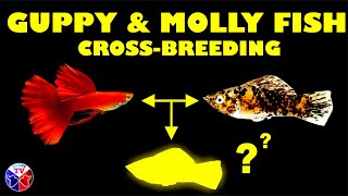 Guppy amp Molly Fish Crossbreeding Project [upl. by Modestia819]