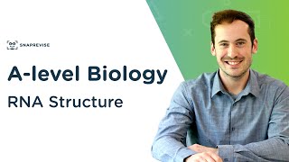 RNA Structure  Alevel Biology  OCR AQA Edexcel [upl. by Udele76]