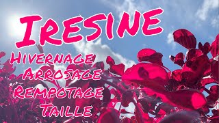 Iresine  Taille arrosage rempotage et hivernage [upl. by Arlene]