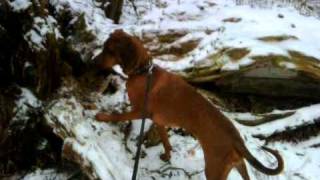 Redbone Coonhound hunting [upl. by Beverlie]