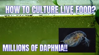 How to Culture Daphnia Secret Method to Breed MILLIONS  Simply Aquatic [upl. by Aztin705]