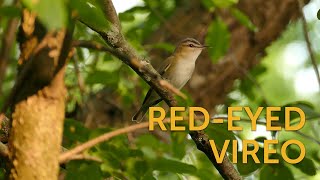 Redeyed Vireo [upl. by Mcgaw]