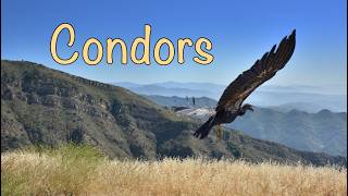 Condors [upl. by Laval919]