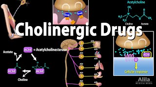 Cholinergic Drugs  Pharmacology Animation [upl. by Blondell]