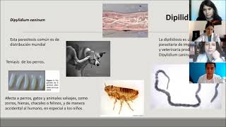 Dipilidiosis Dipylidium caninum [upl. by Dustman]