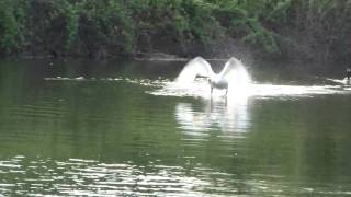 swan vs goose HD [upl. by Rosetta]