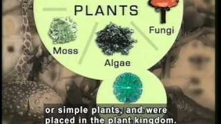 THE SIX KINGDOM CLASSIFICATION PART 1 ANIMALS PLANTS amp FUNGI Accessible Preview [upl. by Oile]