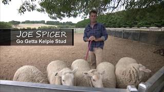 Kelpie Training with Joe Spicer GoGetta Kelpie Stud [upl. by Helbonnas]