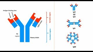 Antibodies Structures types and functions [upl. by Rodenhouse969]