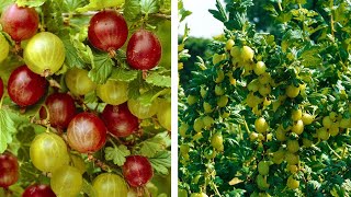 How to Grow Gooseberries Easy Fruit Planting Guide [upl. by Bronez]