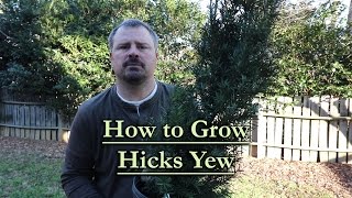 How to grow Hicks Yew Upright Narrow Evergreen Conifer [upl. by Armilla]