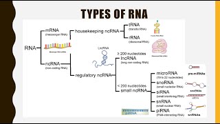 Structure Function and Types of RNA mRNA tRNA rRNAlncRNA miRNA siRNA snoRNA snRNA piRNA [upl. by Naegem]