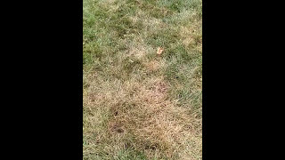 How to check for grub worm damage in a lawn [upl. by Aiseneg]