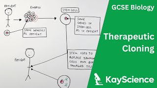 Therapeutic Cloning  GCSE Biology  kaysciencecom [upl. by Vevina]