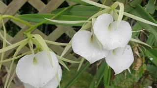 BRASSAVOLA ORCHID GROWING [upl. by Daph]