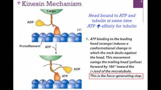 033Kinesin Structure amp Function [upl. by Ahsita]