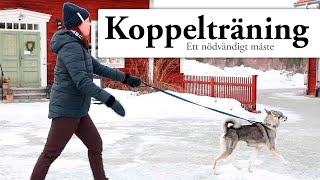 Hundskolan Koppelträning [upl. by Idette415]