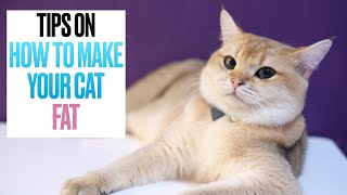 Tips on How to Make Your Cat FAT [upl. by Markland]