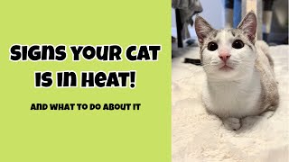 Is Your Cat In Heat And What To Do About It [upl. by Rema295]