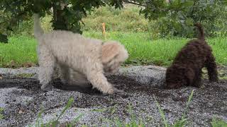 Truffle hunting Lagotto puppies [upl. by Callista399]