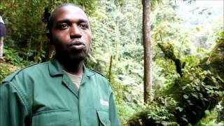 Nyungwe National Park Rwanda Tourism and Tourist Attractions Interview with Kambogo Ildephonse [upl. by Aneej]