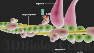 Muscle Contraction 3D [upl. by Aisercal]