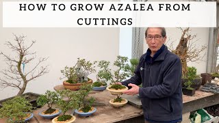 How to Grow Azalea from Cuttings [upl. by Aramoix20]