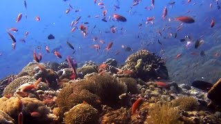 Diving at Nusa Penida and Nusa Lembongan Islands Bali HD [upl. by Milka901]