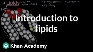 Introduction to lipids  High school biology  Khan Academy [upl. by Nidya356]