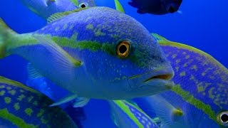 Yellowtail Snapper Fishing quotTips and Techniquesquot DMFD [upl. by Batha]