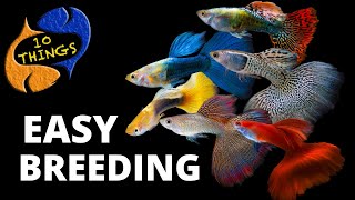 Top 10 Easiest Fish To Breed in a HOME Aquarium [upl. by Ehud]