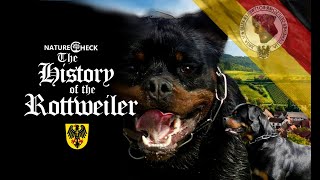 The History of the Rottweiler [upl. by Leirraj692]