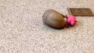 Rollie a southern threebanded armadillo playing [upl. by Gnous316]