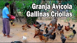 Granja avícola de Gallinas Criollas [upl. by Otrebmal]