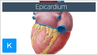 Epicardium  Definition amp Function  Human Anatomy  Kenhub [upl. by Mehs]