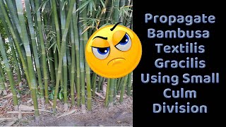 Propagate Bambusa Textilis Gracilis Using Small Culm Division [upl. by Niuqauj]