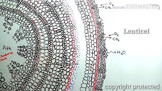 Secondary growth in plants animation [upl. by Dallis]