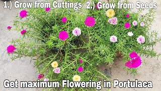 How to grow Portulaca from cutting and get maximum flowers How to grow Portulaca from seeds [upl. by Belter]