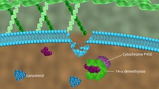 Mechanism of action of antifungal drugs [upl. by Sucrad]