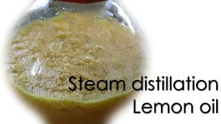 Steam distillation  Lemon essential oil 🍋 [upl. by Yzdnil]