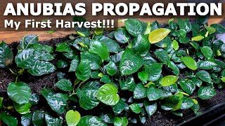 How to Divide Anubias  Harvesting my Emersed Anubias Plants [upl. by Nahor825]