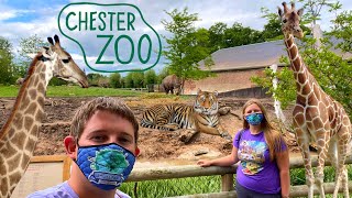 Chester Zoo Vlog June 2020 [upl. by Nytsirhc]