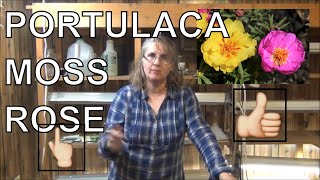 How to Grow Moss Rose From Seed  Planting Portulaca In Pots [upl. by Leimad489]