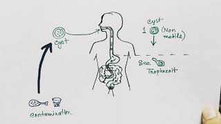 Entamoeba histolytica life cycle  English   Amoebic dysentry  parasitic protozoan [upl. by Nerrad]