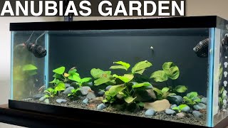 Anubias Garden  A Planted Aquarium Showcasing Anubias Nana [upl. by Aubigny]